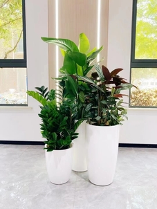 了解余姚植物租摆价格,别花冤枉钱!